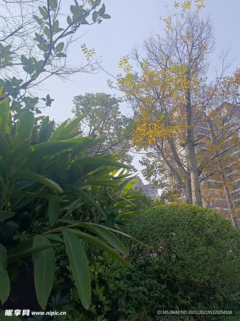 绿意盎然的户外植物景观