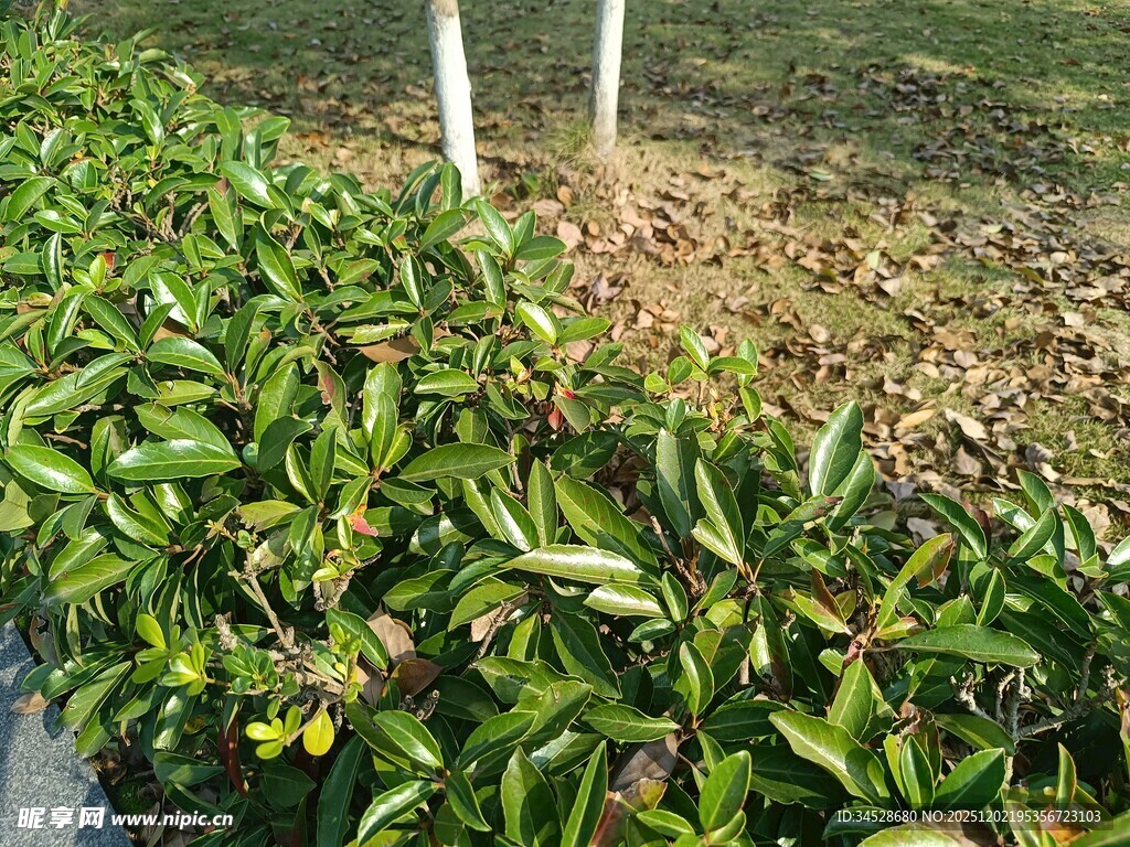 绿叶灌木植物景观