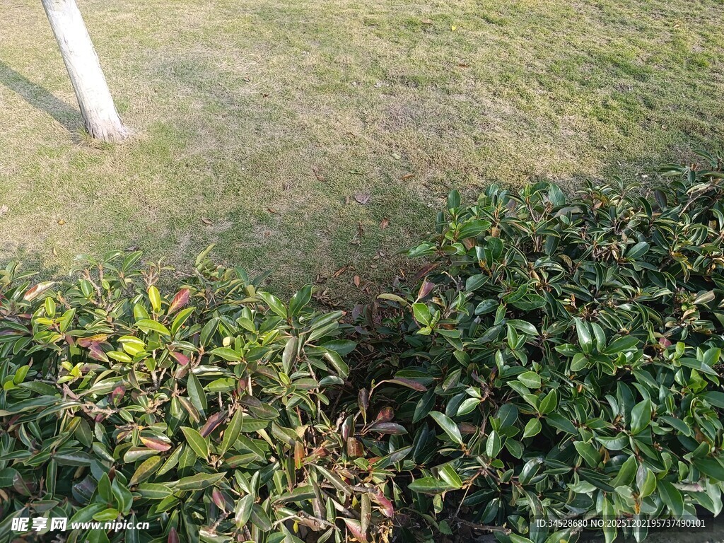 草地旁的绿植景观