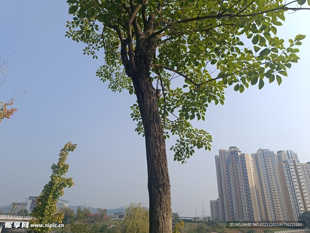 城市中挺拔的绿树