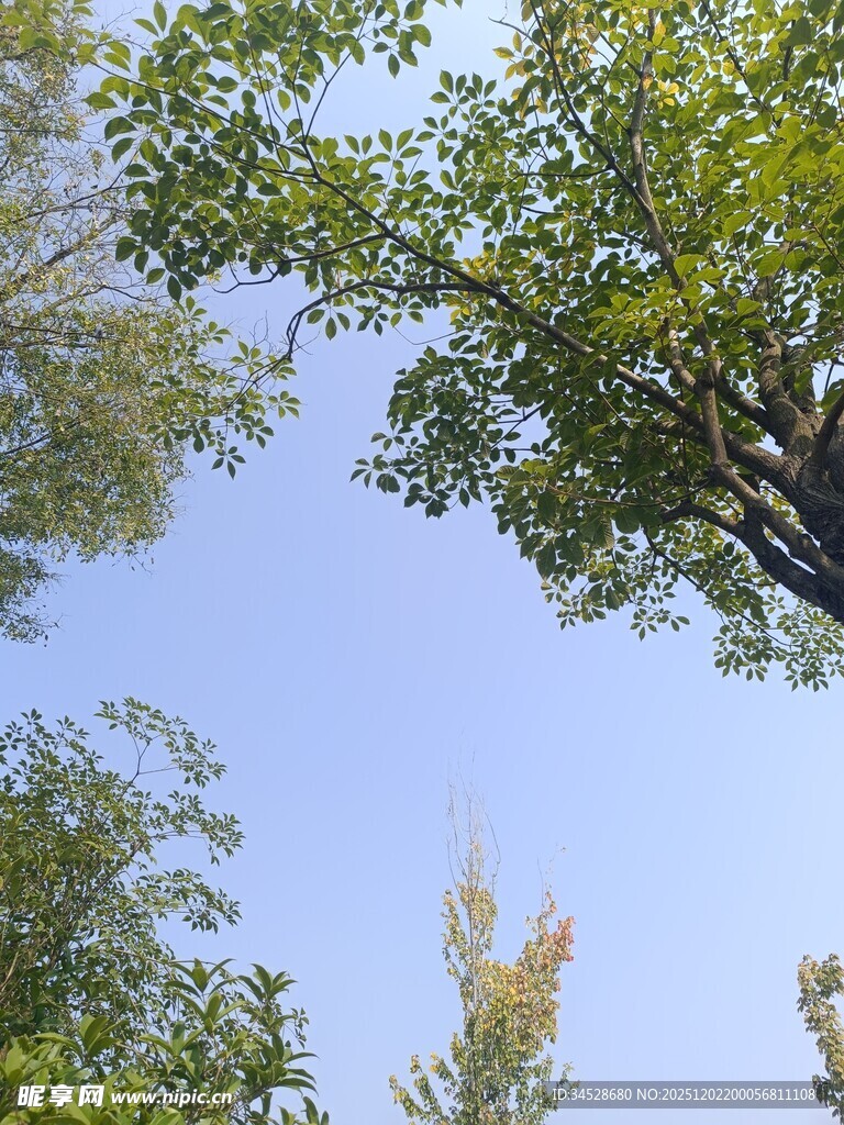 仰视绿树蓝天