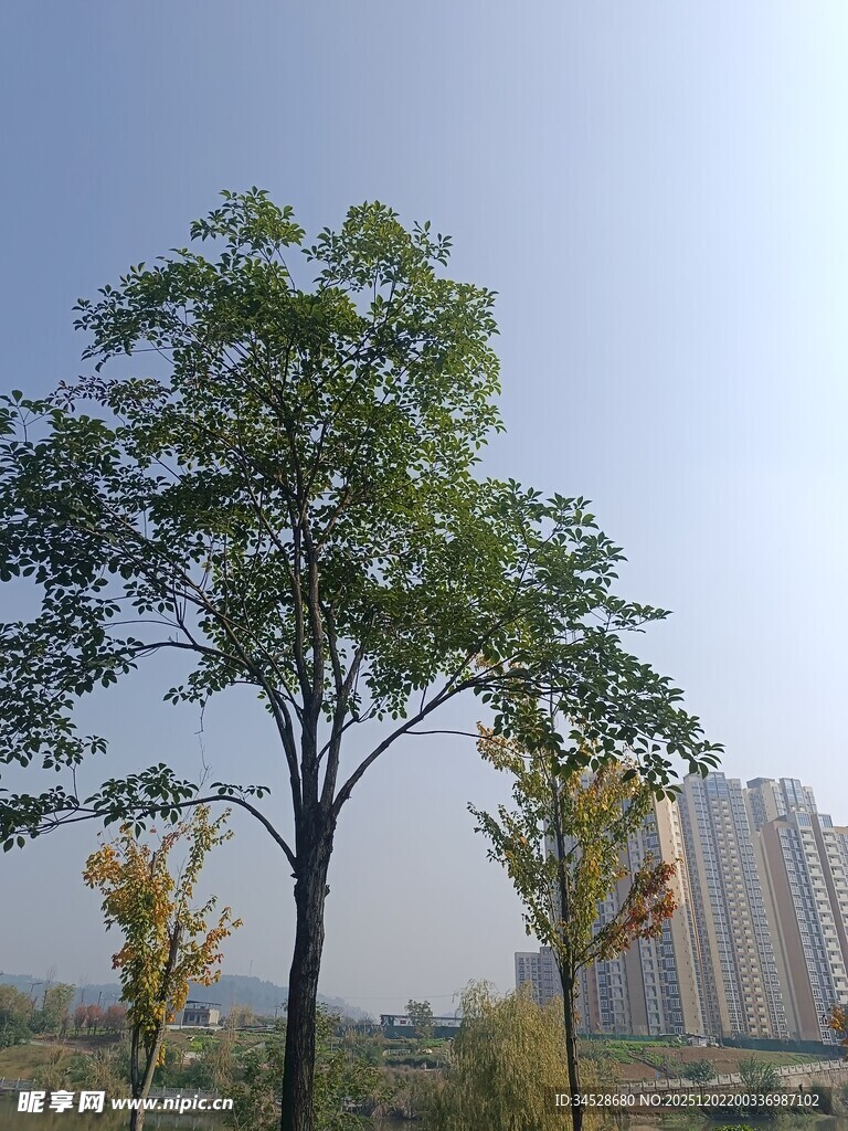 城市中独立的绿树