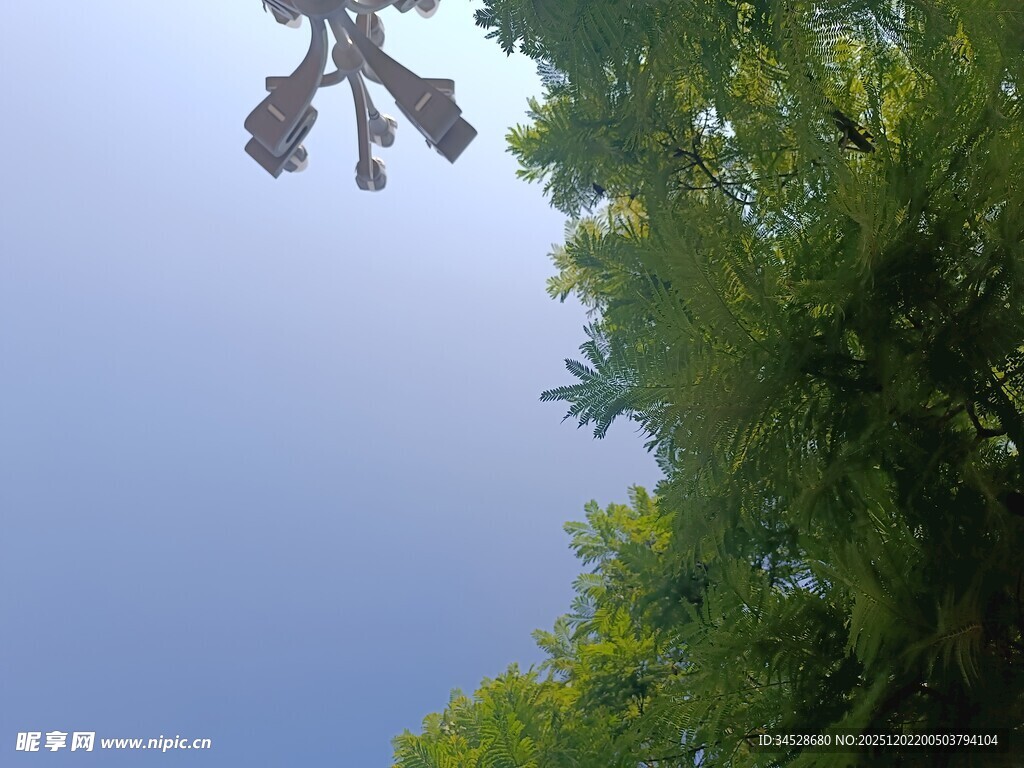 仰视绿叶蓝天的清新景致