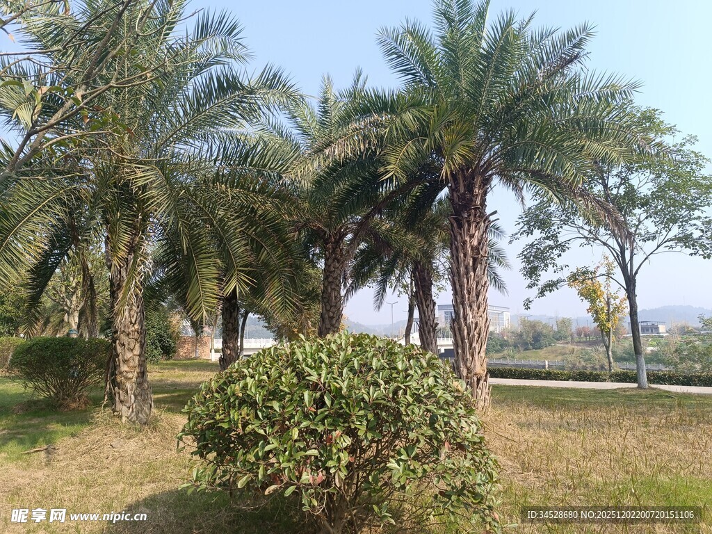 户外棕榈树与绿植景观