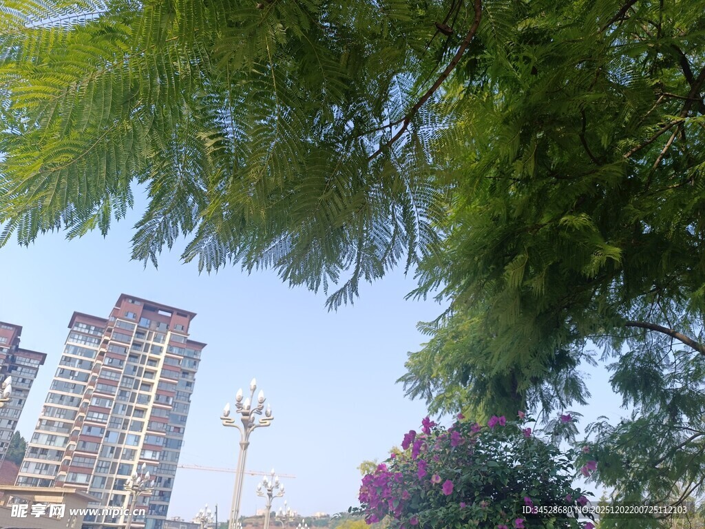 绿树掩映下的城市建筑