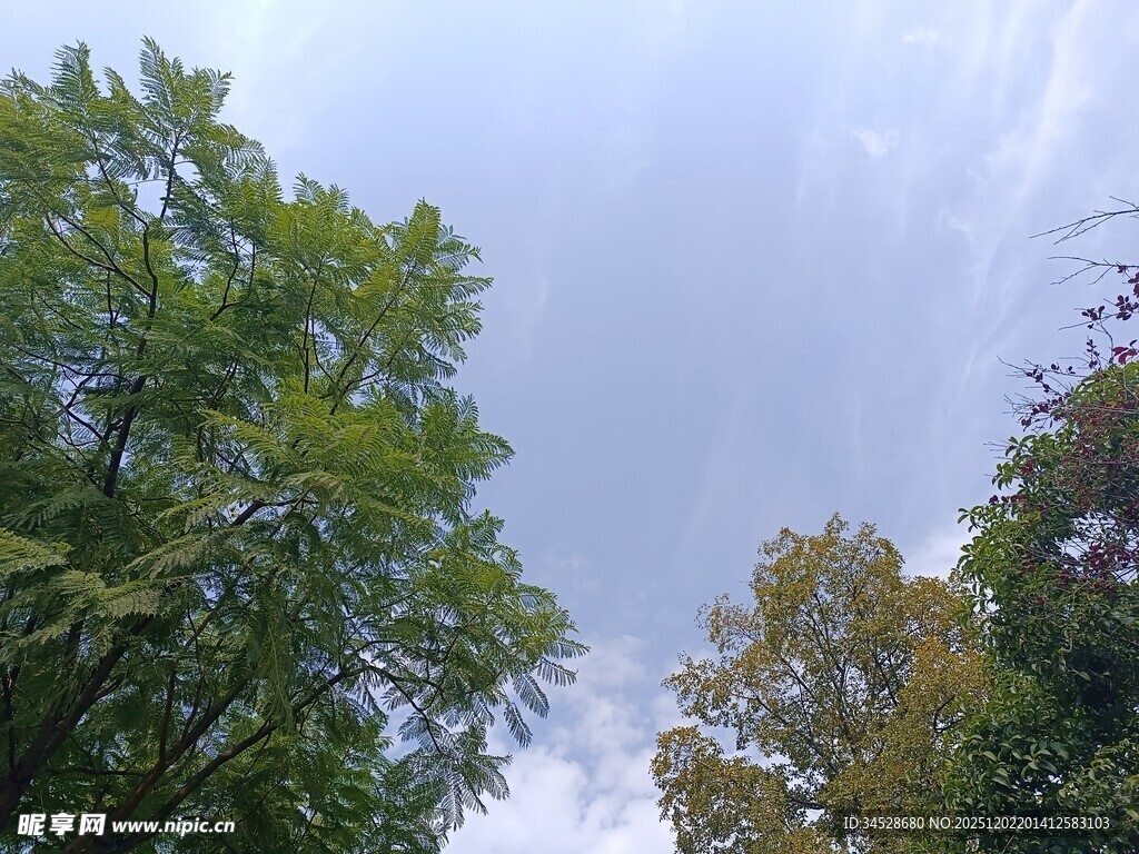 仰视绿树蓝天美景