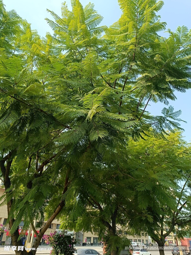 夏日葱郁绿树风景