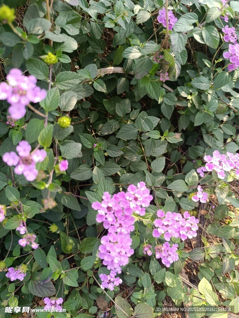 紫色小花绽放绿叶间