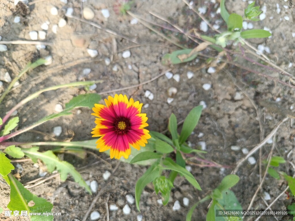 单朵艳丽野花绽放于草地