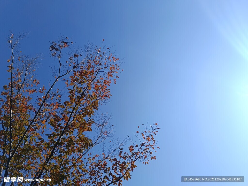 蓝天映衬下的红叶树枝