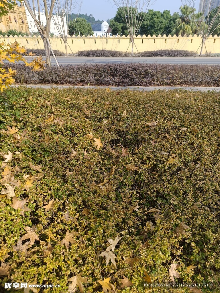 户外翠绿草地景观