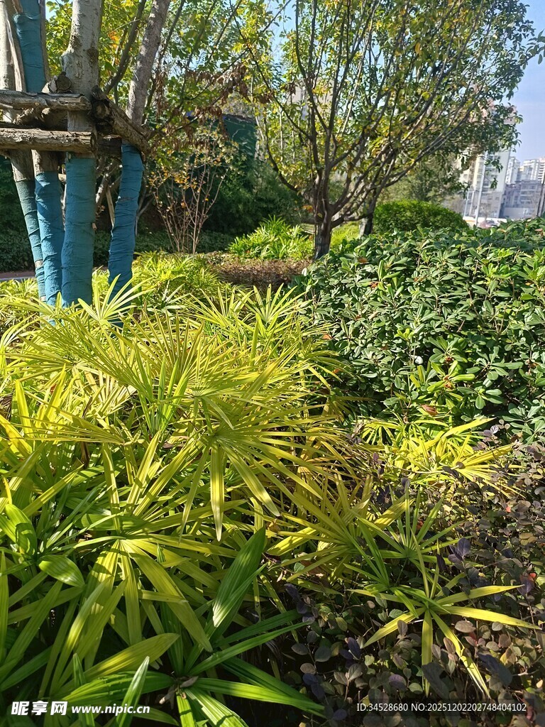 绿意盎然的户外植物景观