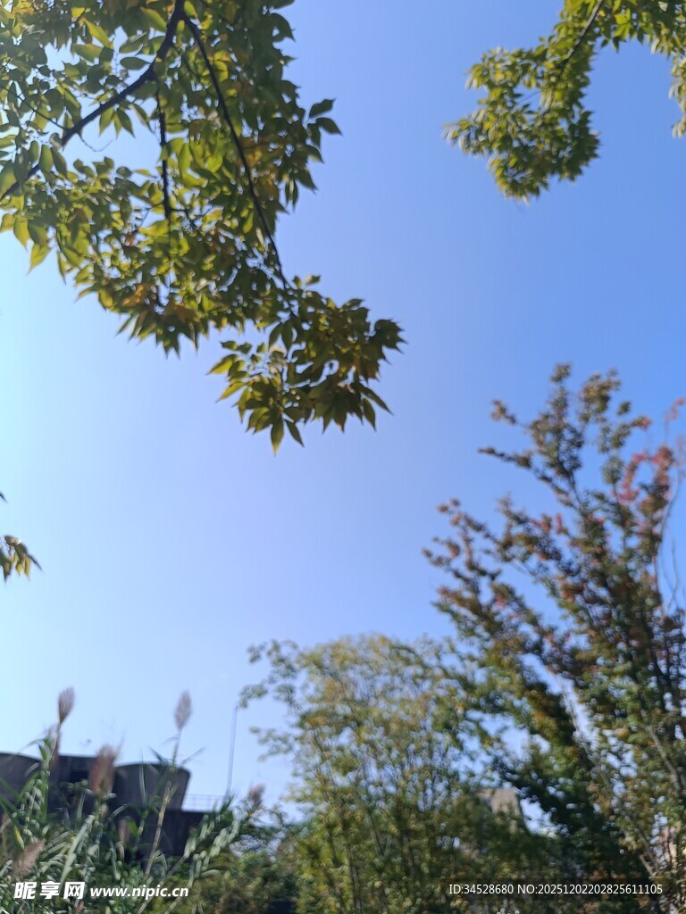 蓝天绿树间的清新景致