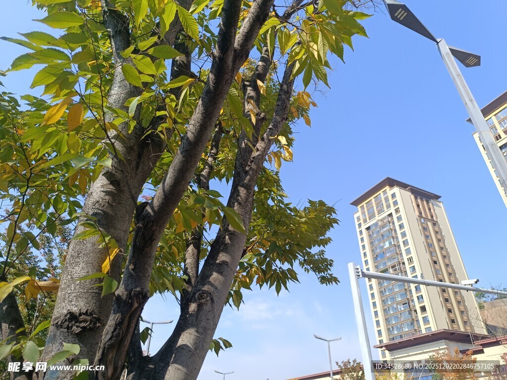 城市中枝叶繁茂的树木