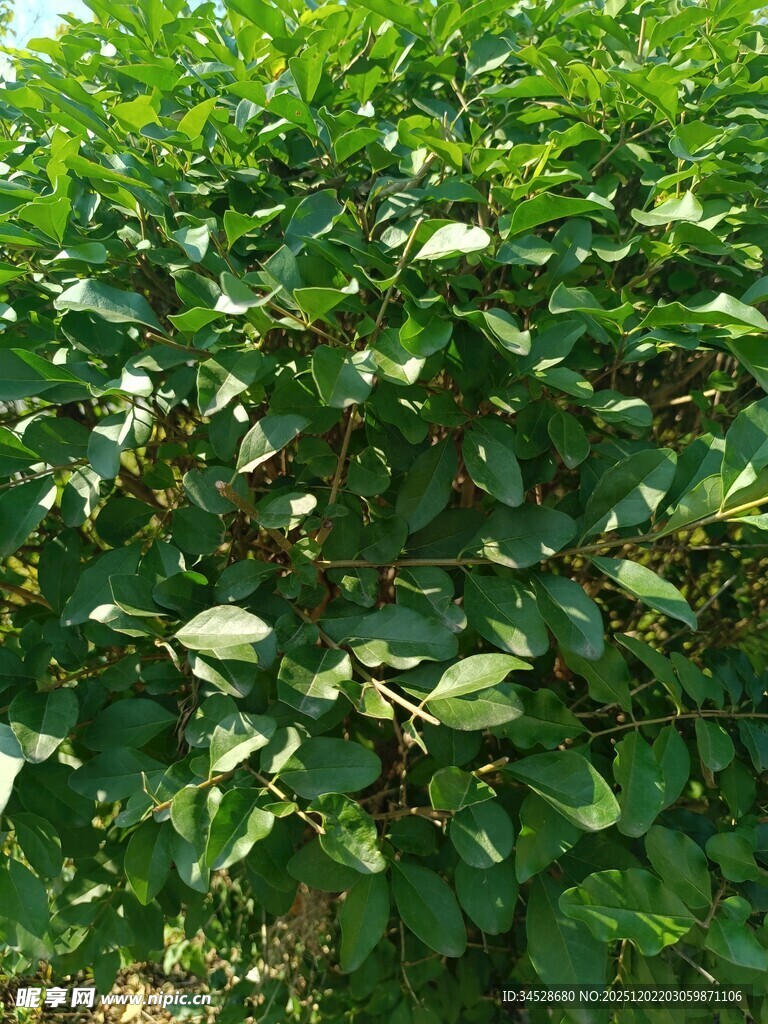 茂密绿叶植物景观