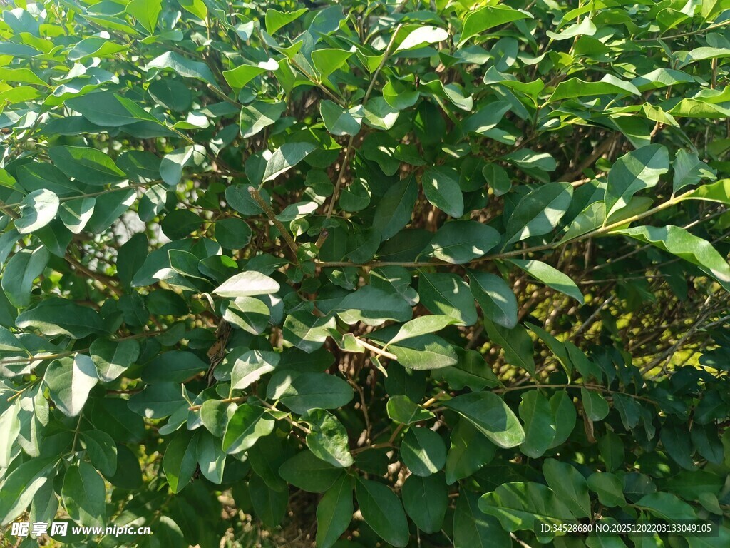 茂密绿叶植物景观
