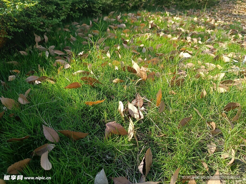 阳光下草地散落枯黄树叶