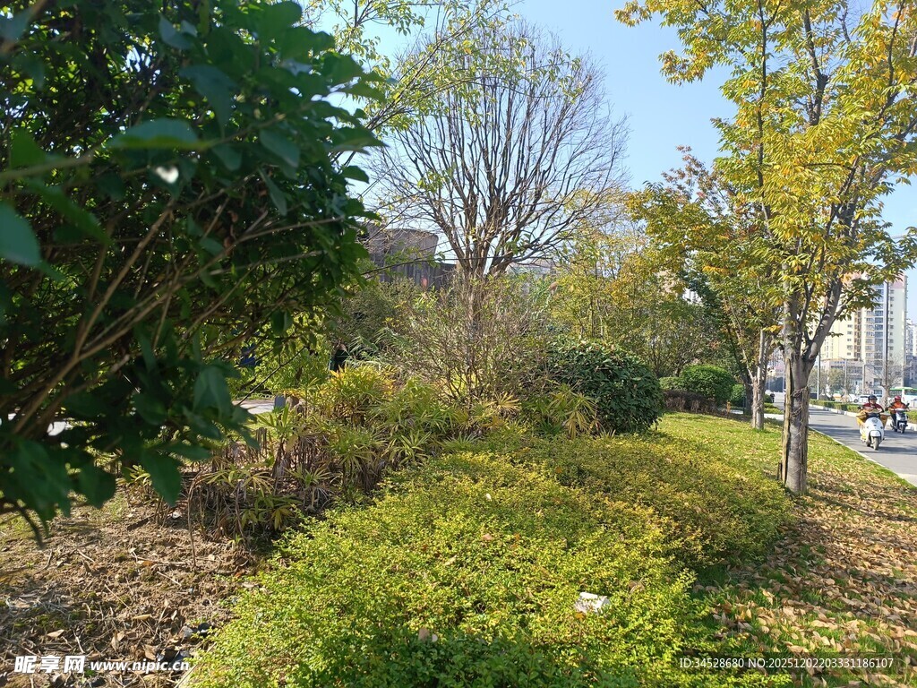 城市中的绿意盎然景观