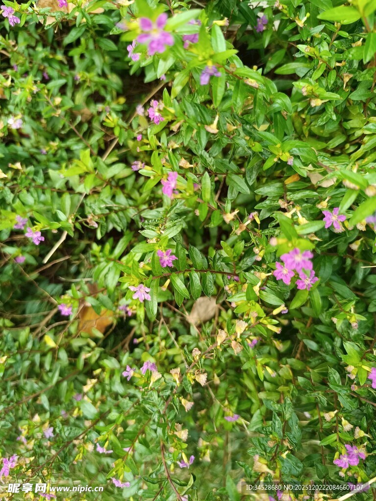 绿叶丛中的粉色小花