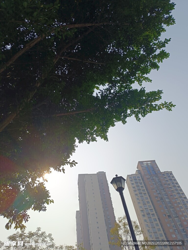 绿树掩映下的城市高楼