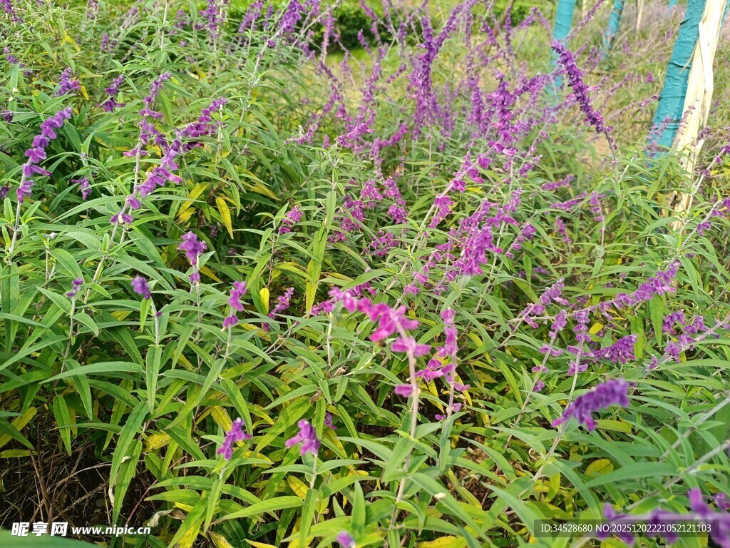 紫色花丛绿意盎然