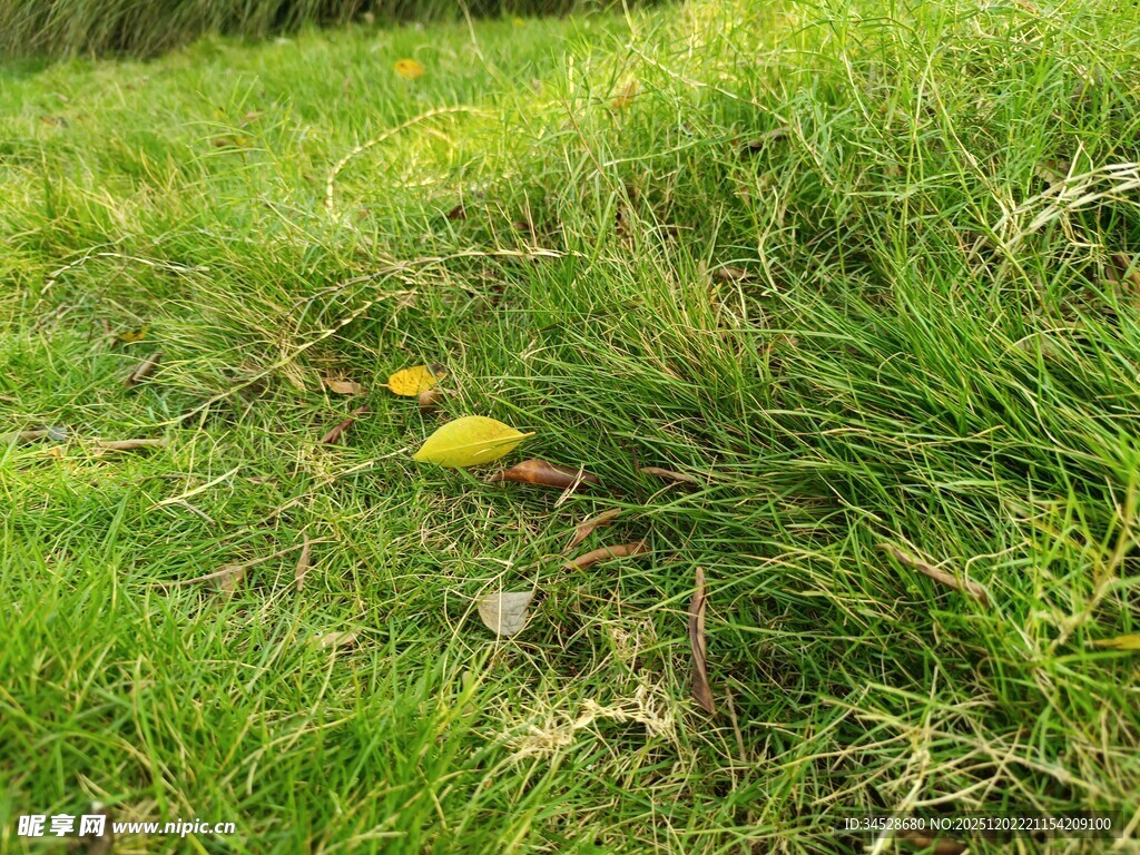 草丛中的黄色蘑菇