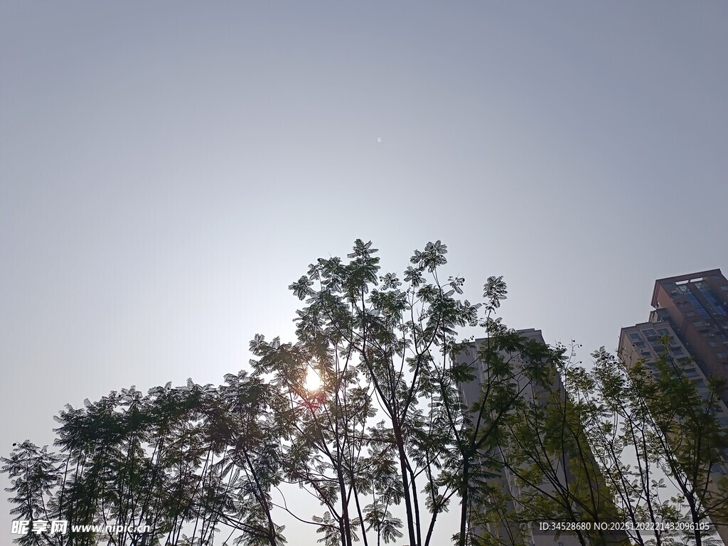 阳光透过树木洒下的景象