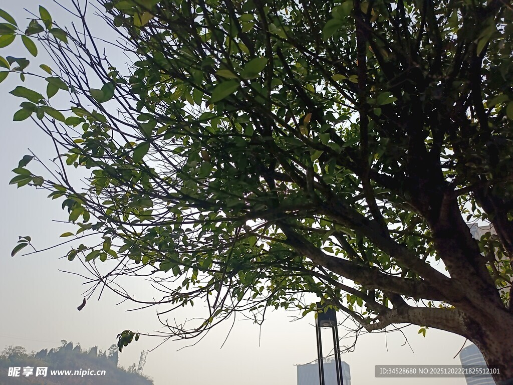 户外茂盛大树枝叶繁茂