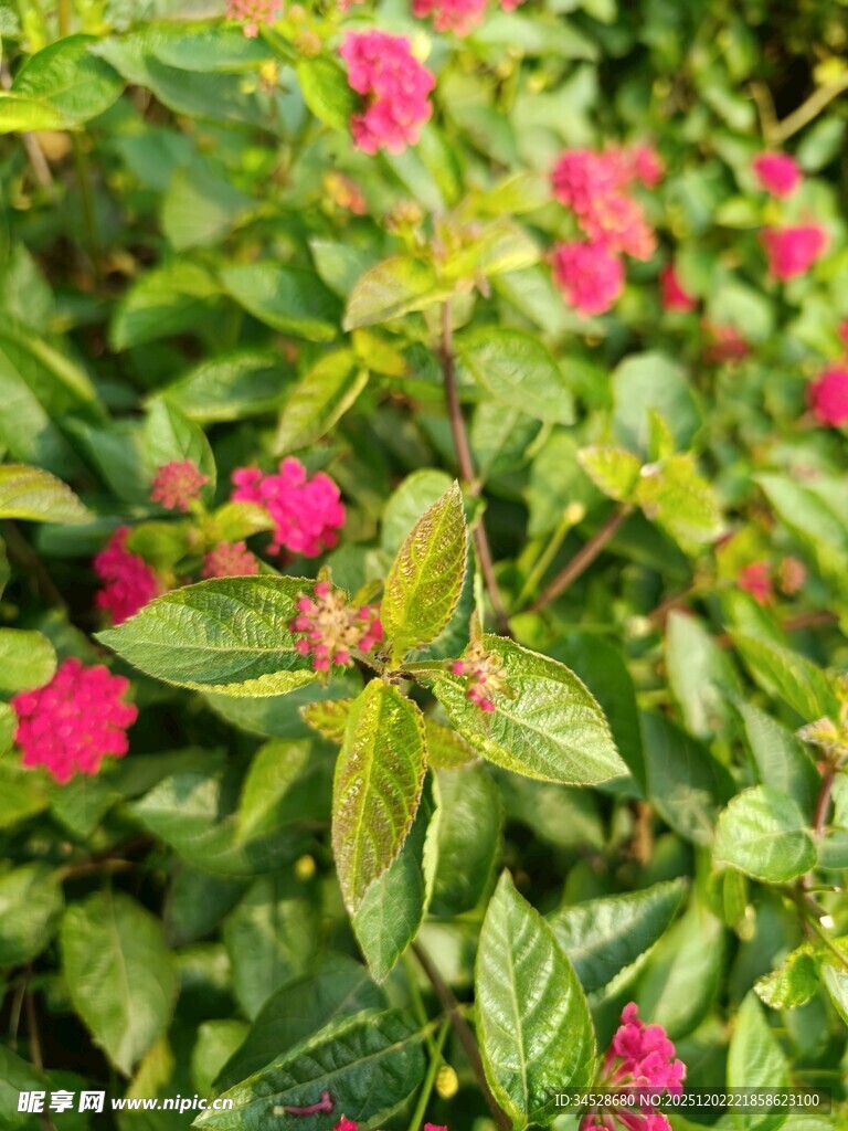 绿叶丛中绽放的娇艳花朵