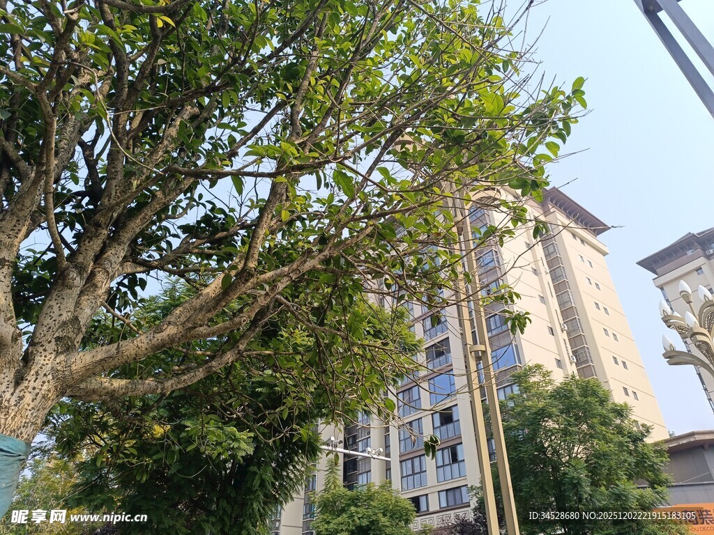 城市中繁茂绿树与高楼