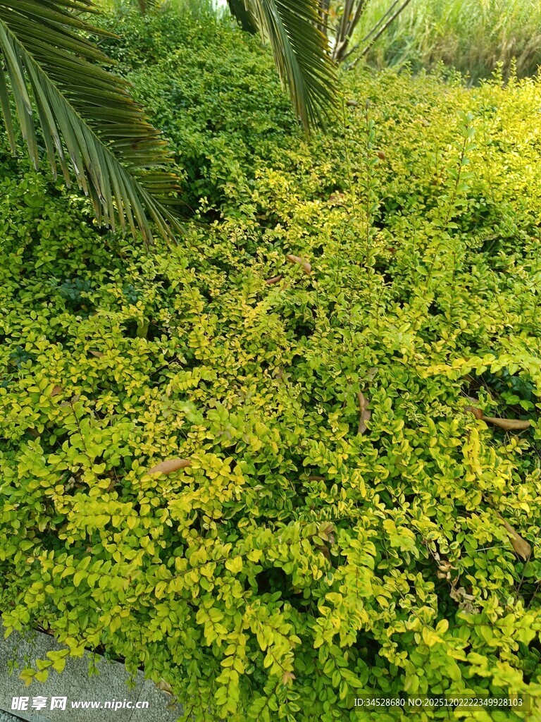 翠绿繁茂的灌木丛景观