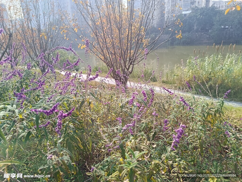 秋日河畔花草树木景致