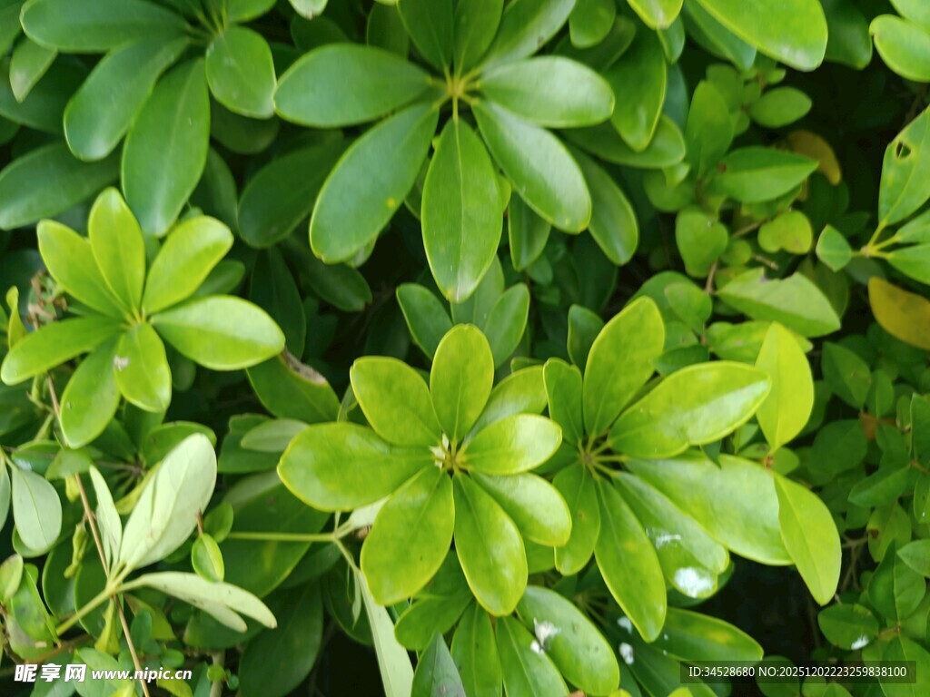 翠绿叶片的生机植物