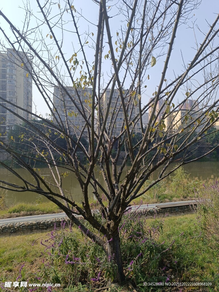 城市中光秃树木与远景建筑