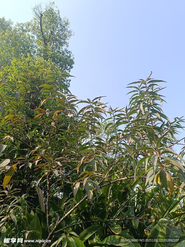 绿树蓝天的自然景致