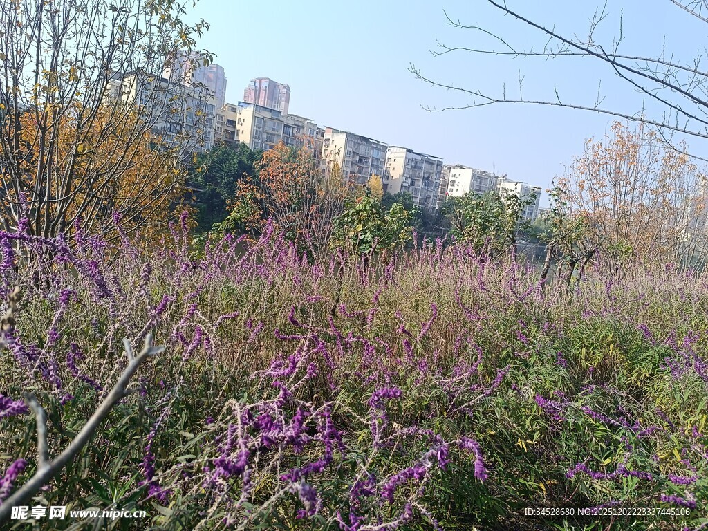 城郊紫色花丛与远处建筑