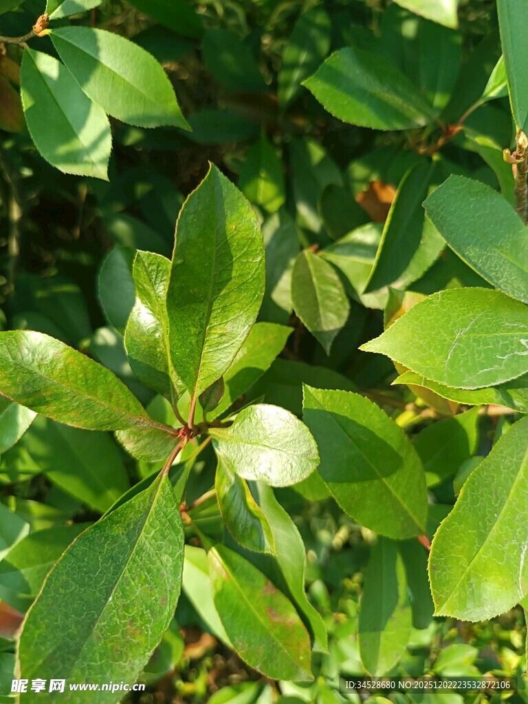 翠绿叶片的生机景象