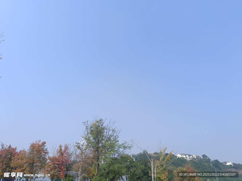 秋日树梢上的蓝天景色