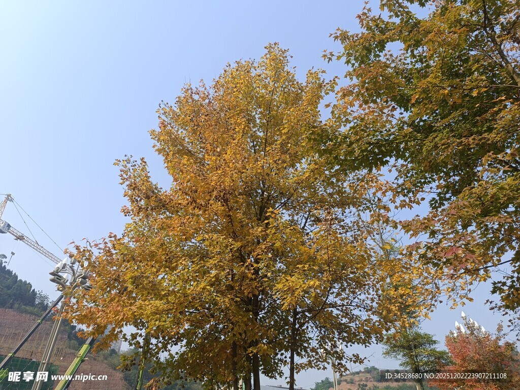 秋日金黄树木风景图