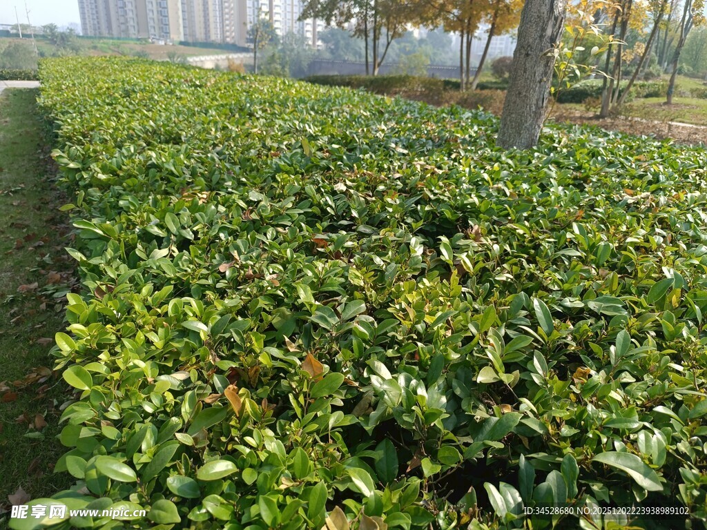 绿意盎然的灌木丛景观