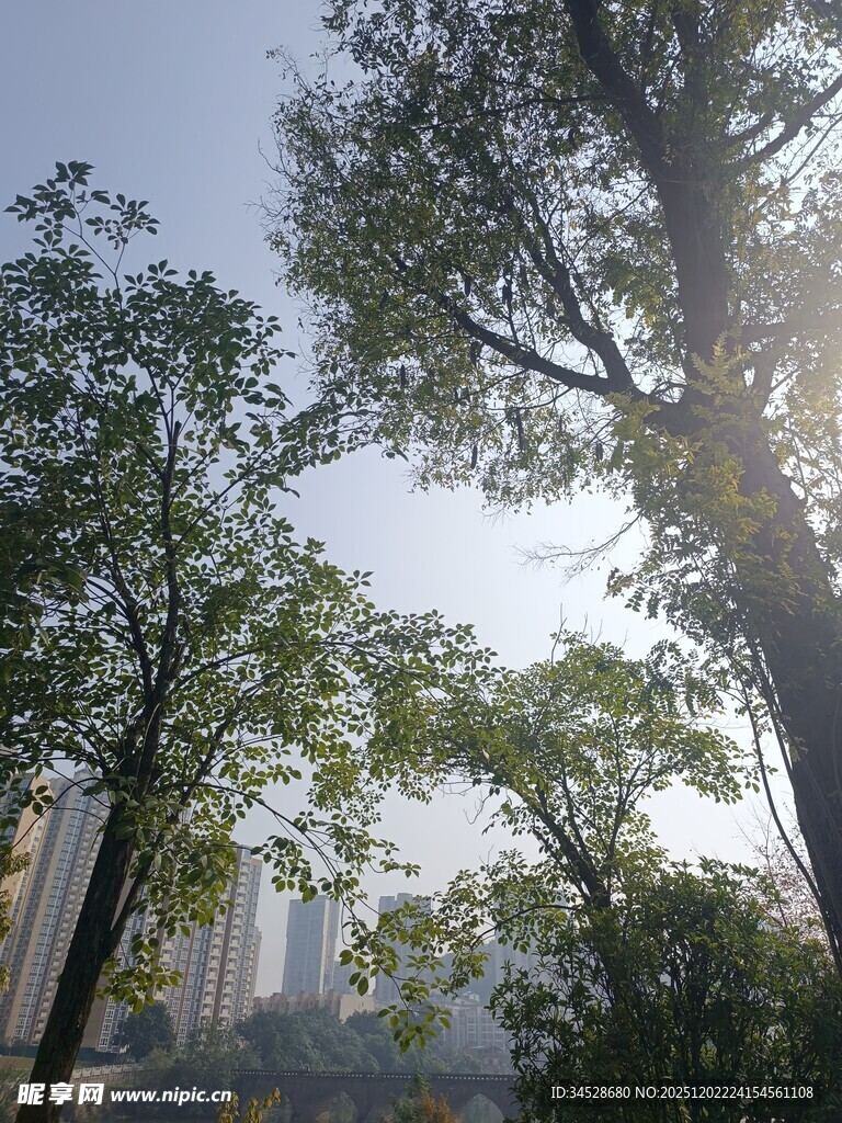 阳光下的绿树与城市远景