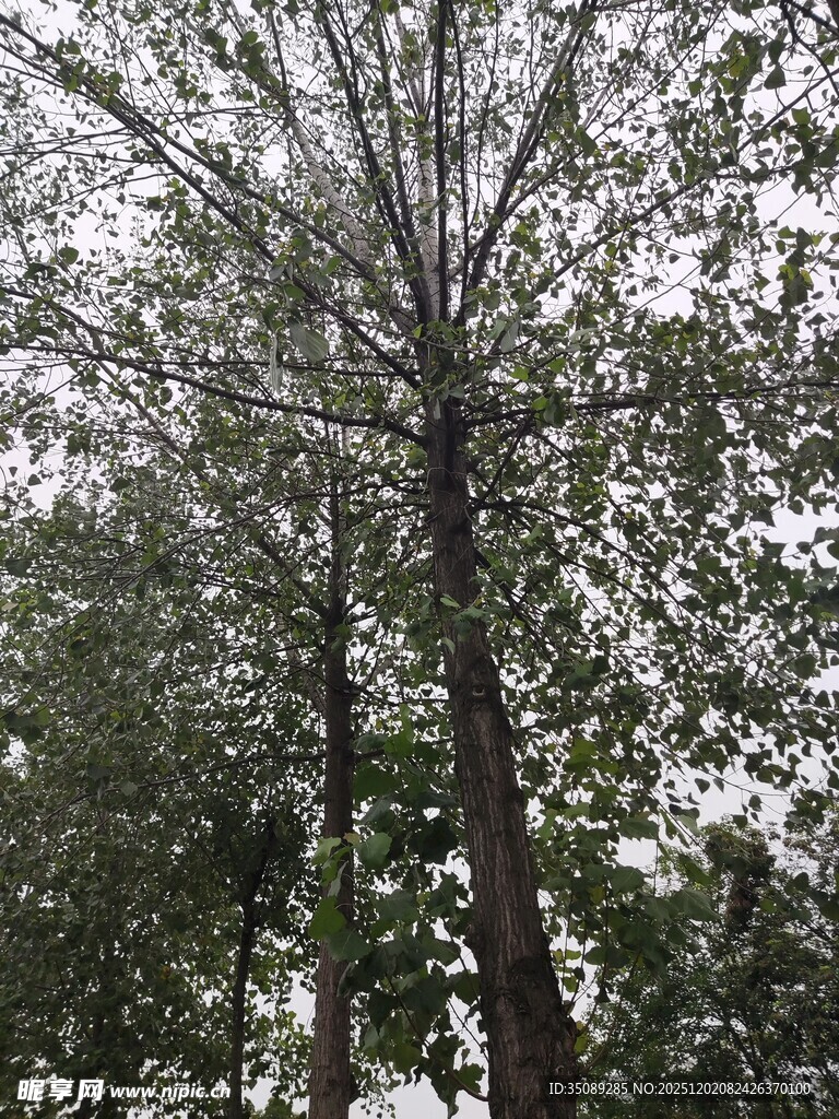 挺拔松树枝叶繁茂