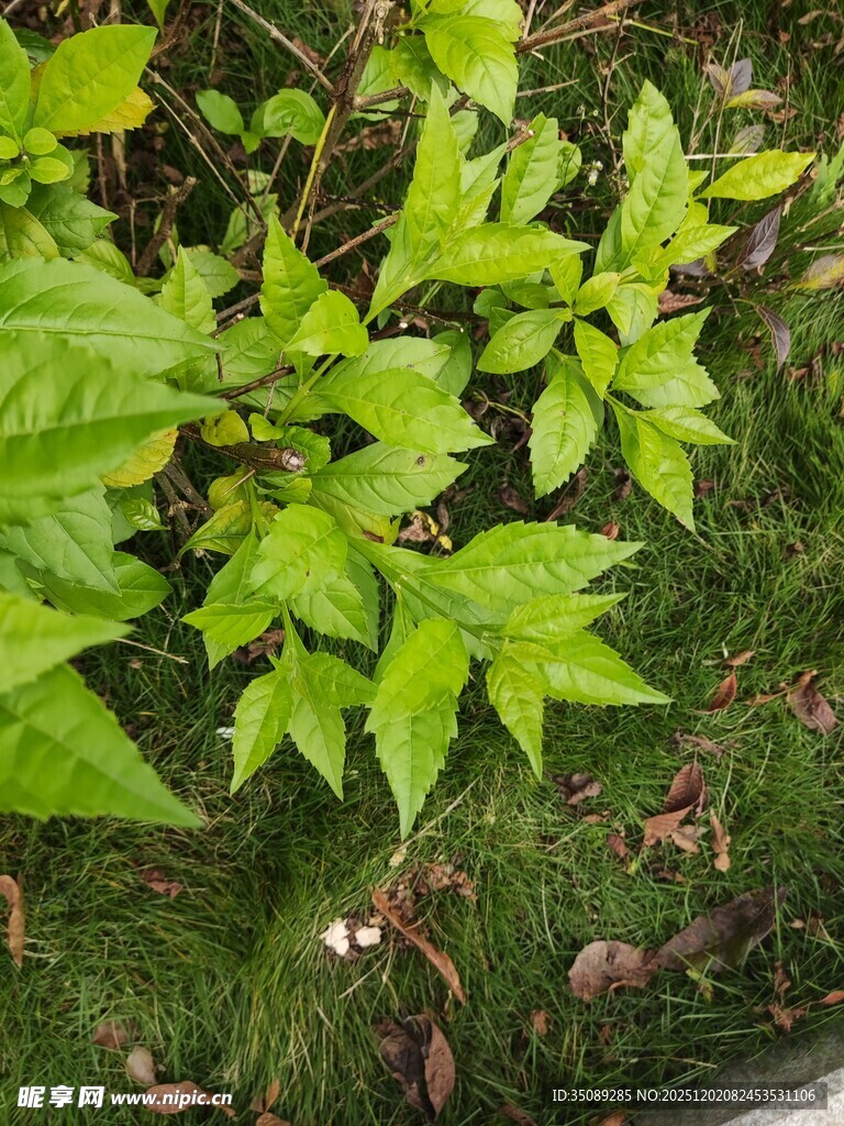 翠绿叶片与地面小草景象