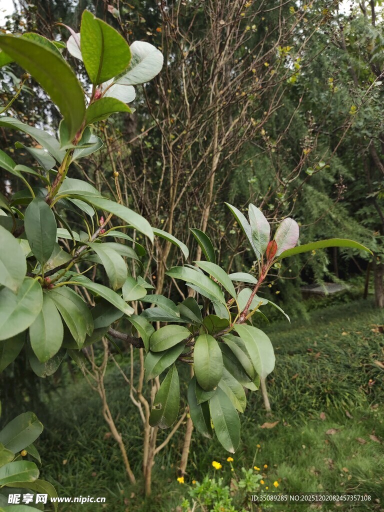 绿叶繁茂的自然植物景观