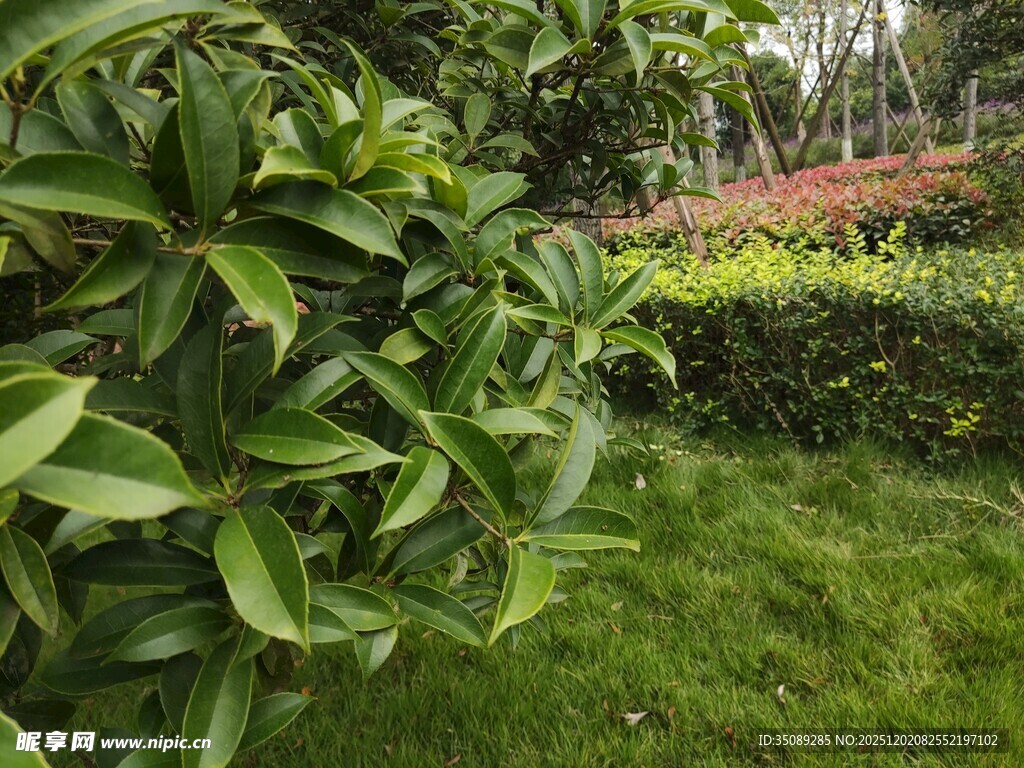 绿意盎然的花园植物景观