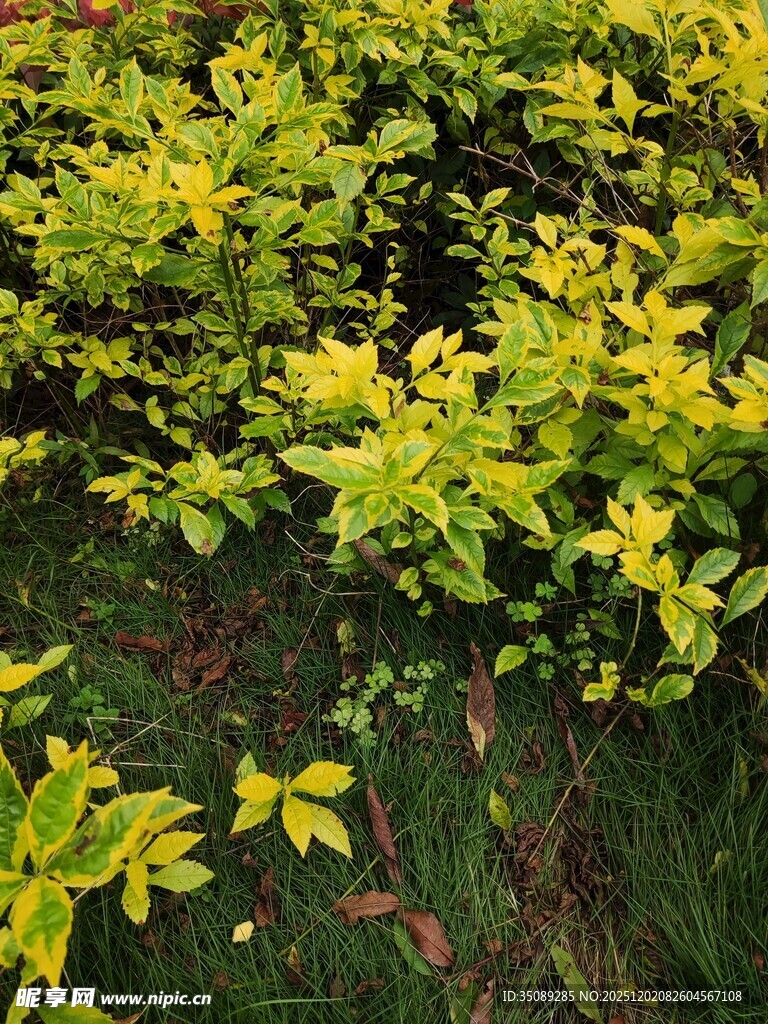 金黄叶片的繁茂绿植
