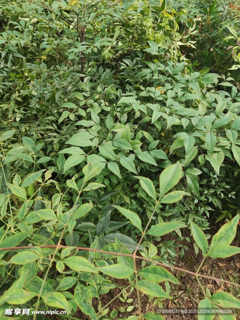 绿叶繁茂的植物景观
