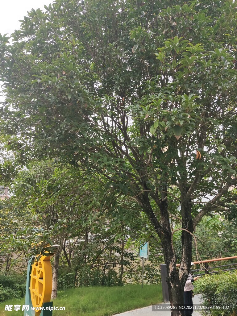 公园中的繁茂绿树