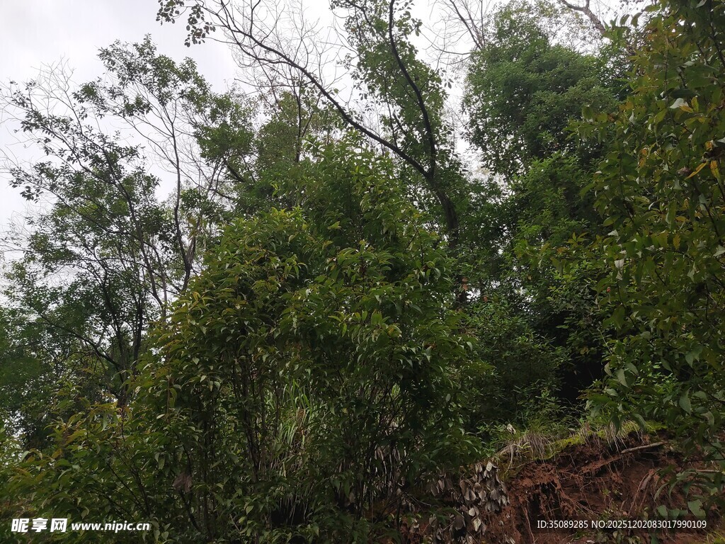 茂密树林中的绿意景致