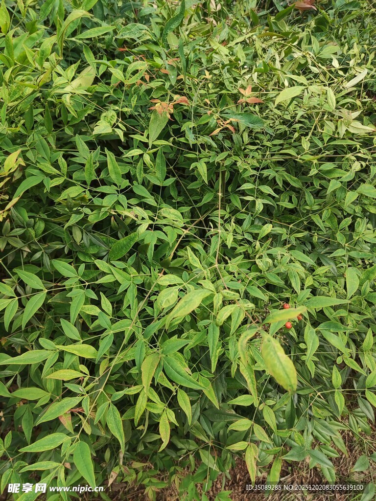 翠绿繁茂的植物景观